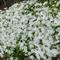 Phlox subulata 'Snowflake'