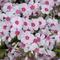 Phlox subulata 'Coral Eye'
