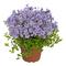 Phlox stolonifera 'Sweet Seduction Blue'