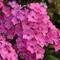 Phlox paniculata Super Ka-Pow&trade; 'Pink'