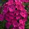 Phlox paniculata Super Ka-Pow&trade; 'Fuchsia'