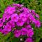 Phlox paniculata Ka-Pow&reg; Purple