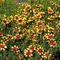 Coreopsis verticillata Sunstar&trade; 'Gold'