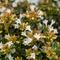 Abelia 'Apple Perfection&trade;'