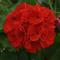 Pelargonium x hortorum Galaxy&trade; 'Red'
