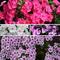 Phlox paniculata Ka-Pow&reg; Series