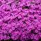 Phlox Spring Bling&trade; 'Ruby Riot'