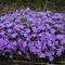 Phlox Mountainside&trade; 'Crater Lake'