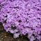 Phlox Spring Bling&trade; 'Pink Sparkles'