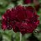 Pelargonium peltatum Ivy League&trade; 'Burgundy'