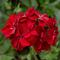 Pelargonium peltatum Ivy League&trade; 'Red'