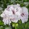 Pelargonium peltatum Ivy League&trade; 'White'