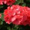 Pelargonium x hortorum Horizon 'Coral Spice'