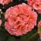 Pelargonium x hortorum Dynamo&trade; 'Salmon Improved'