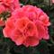 Pelargonium x hortorum Fantasia&reg; Salmon