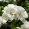 Pelargonium Moxie!&trade; 'White'