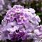Phlox paniculata Sweet Summer&reg; 'Compact Lilac with Eye'