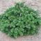Abies balsamea 'Verkade's Prostrate'