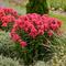 Phlox paniculata Luminary&trade; 'Sunset Coral'