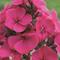 Phlox paniculata Younique 'Cerise'