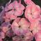 Phlox paniculata Younique 'Old Pink'