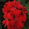 Pelargonium peltatum 'Royal Scarlet Red'