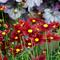 Coreopsis L'il Bang&trade; 'Red Elf'