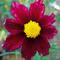 Coreopsis Big Bang&trade; 'Redshift'
