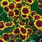 Coreopsis Coloropsis&trade; 'Salsa'