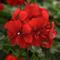 Pelargonium peltatum Focus&trade; 'Red Improved'