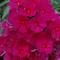 Phlox paniculata Sweet Summer&reg; 'Fireball Red'