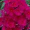 Phlox paniculata Sweet Summer&reg; 'Red'