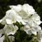 Phlox paniculata Sweet Summer&reg; 'Snow White'