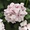 Pelargonium peltatum Focus&trade; 'White'