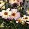 Coreopsis Nova&trade; 'Jewel'