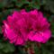 Pelargonium Moxie!&trade; 'Hot Pink'