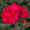 Pelargonium Moxie!&trade; 'Violet'