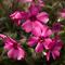Phlox subulata GoldiPhlox&trade; Cherry