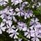Phlox subulata GoldiPhlox&trade; White