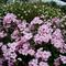 Phlox paniculata 'Thai Pink Jade'