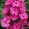 Phlox paniculata Candy Store&reg; 'Bubblegum Pink&trade;'