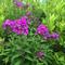 Phlox paniculata Candy Store&reg; 'Grape Lollipop&trade;'