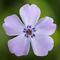 Phlox subulata GoldiPhlox&trade; Lavender Eye