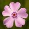 Phlox subulata GoldiPhlox&trade; Light Pink