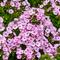 Phlox paniculata Garden Girls&trade; 'Fancy Girl'
