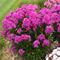 Phlox paniculata Garden Girls&trade; 'Material Girl'
