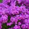 Phlox 'Magenta Pearl'