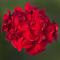 Pelargonium Mojo&trade; Dark Red Improved