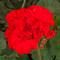 Pelargonium Mojo&trade; Scarlet