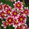 Coreopsis L'il Bang&trade; 'Candy Stripes'
